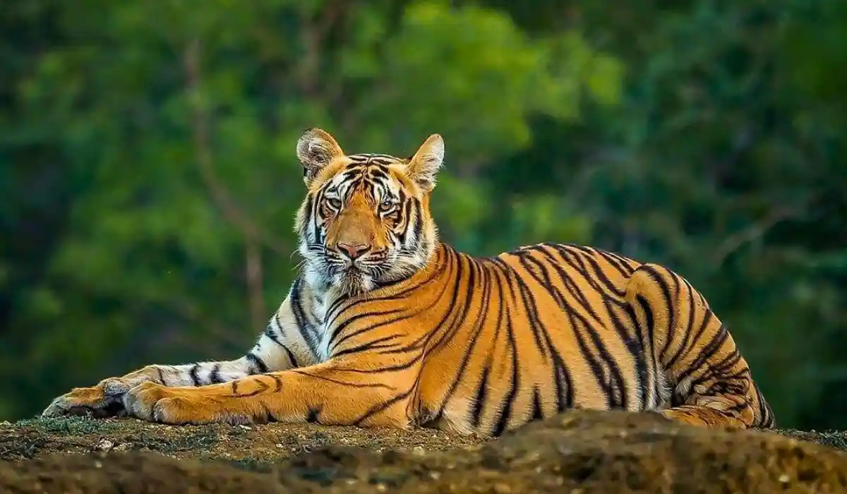 Bengal tiger in Rajaji National Park Uttarakhand