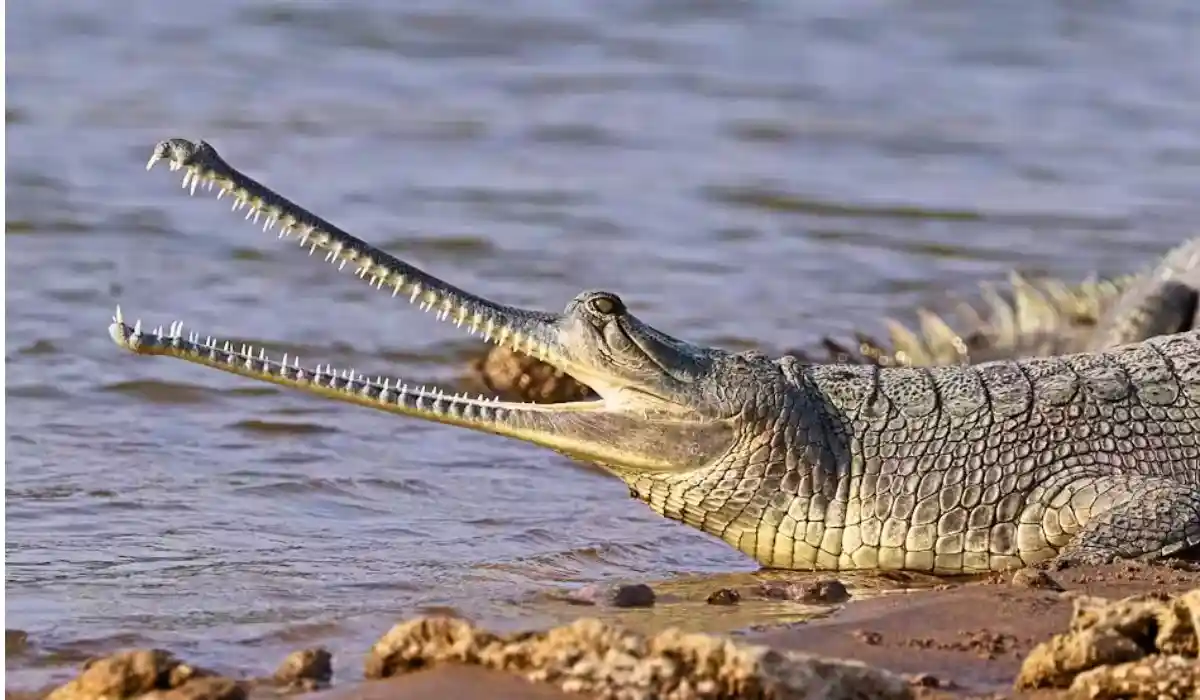 gharial rajaji national park