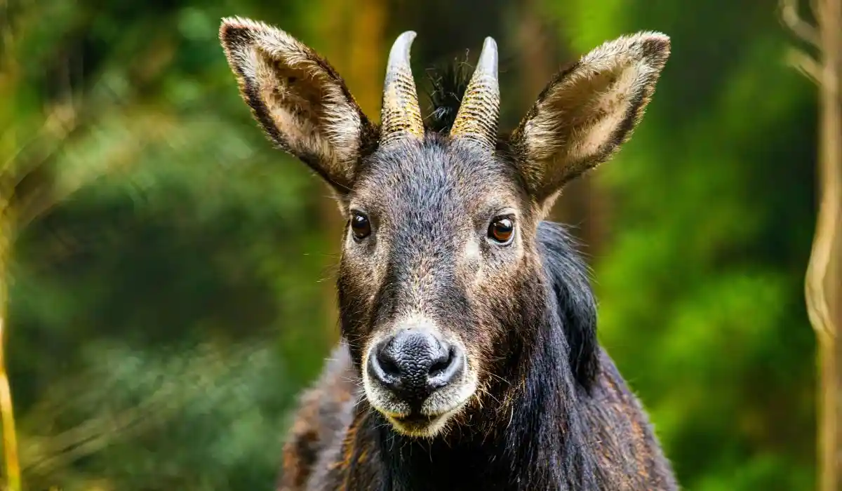 himalayan goral rajaji national park