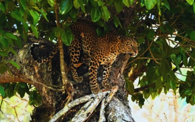 Leopard sighting in Motichur Zone Rajaji National Park near Rishikesh
