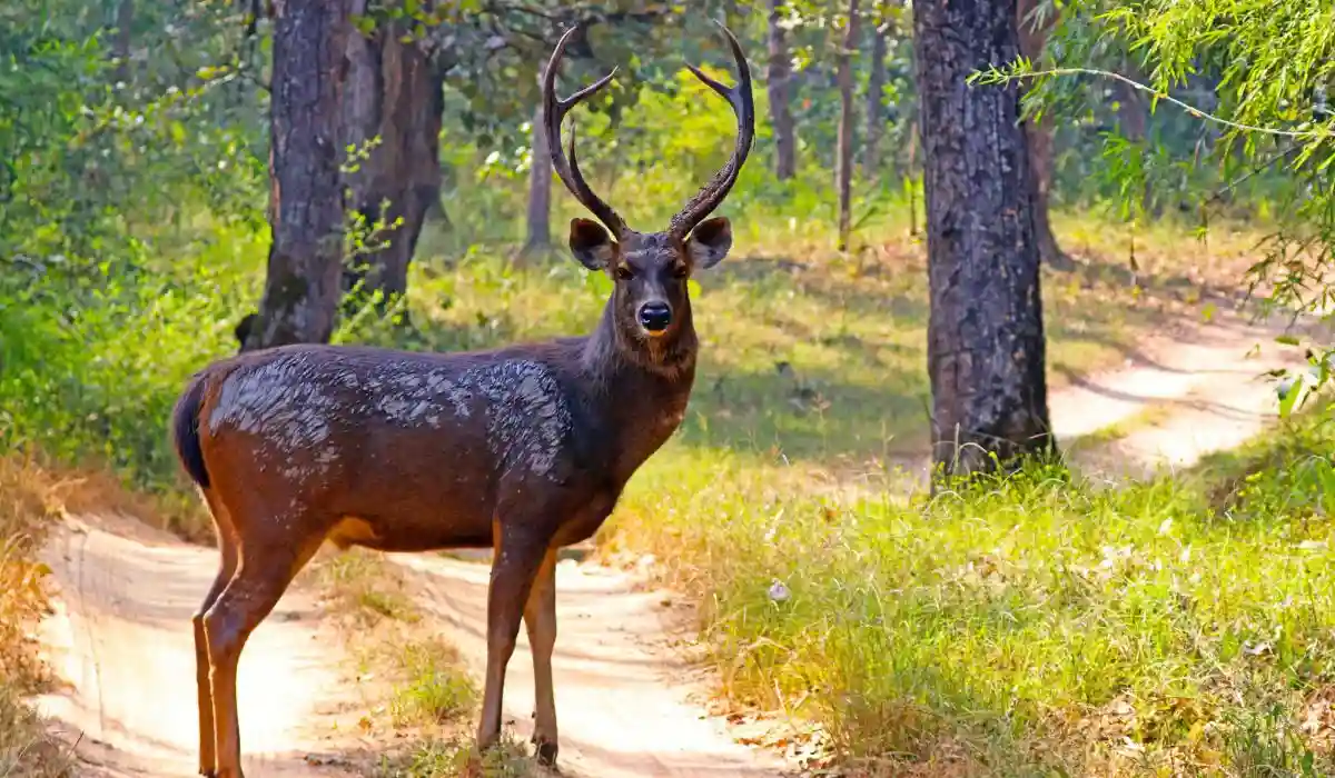 Spotted deer chital in Rajaji forest